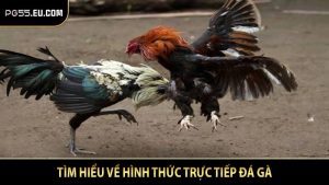 Tìm hiểu về hình thức trực tiếp đá gà